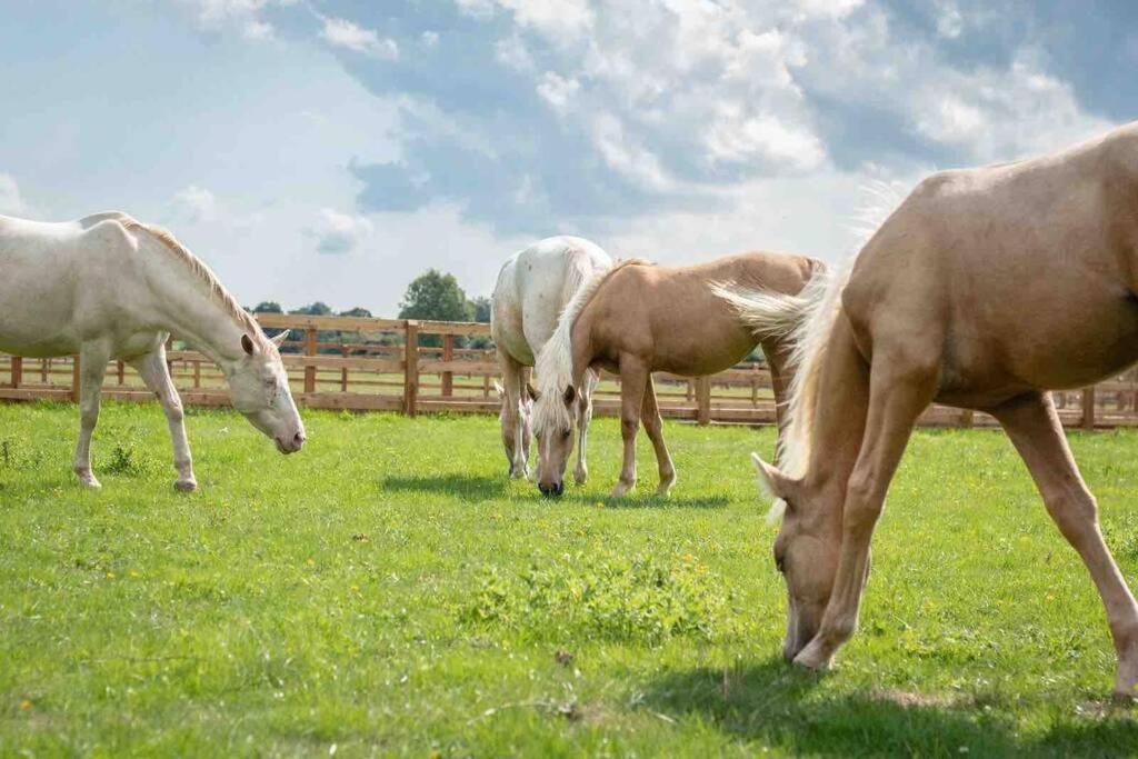 Langford Farmhouse - New Forest National Park Luxury 4Bd, Hot Tub, Cinema, 10 Acres Bartley Exterior foto